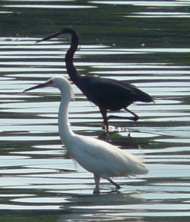 HERONS2