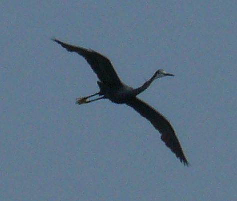 HERON FLIGHT