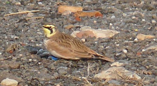 HORNED LARK