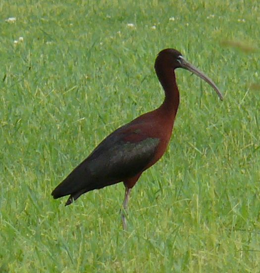 IBIS