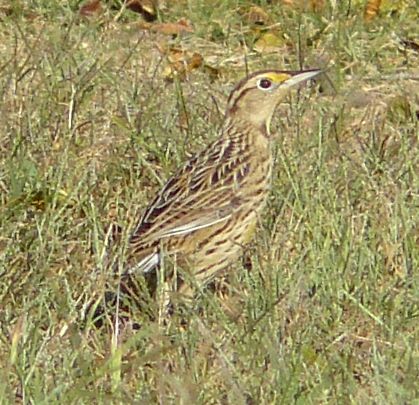 MEADOWLARK