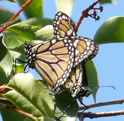 MONARCH MATES