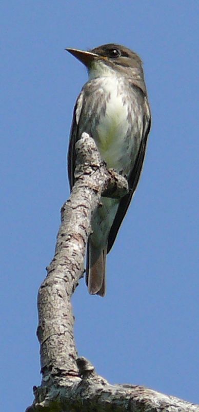 OLIVE-SIDED
