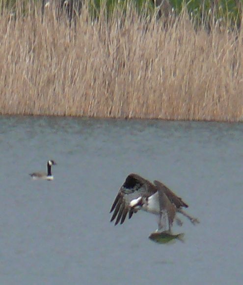 OSPREY