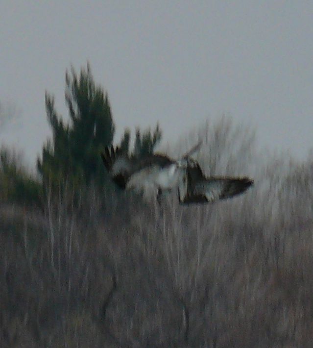 OSPREY3