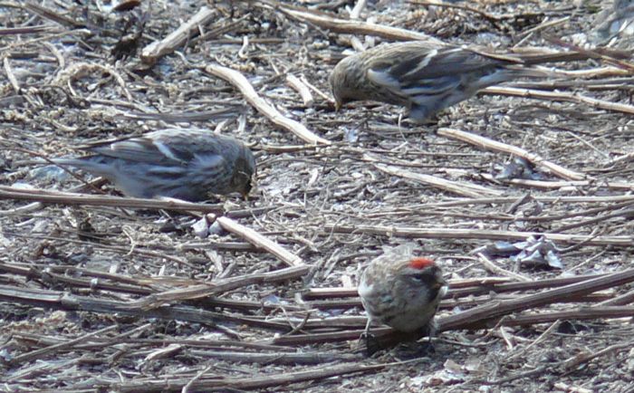 REDPOLLS