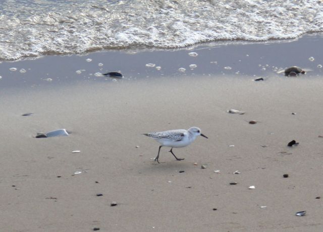 SANDERLING