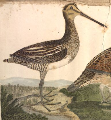 SNIPE