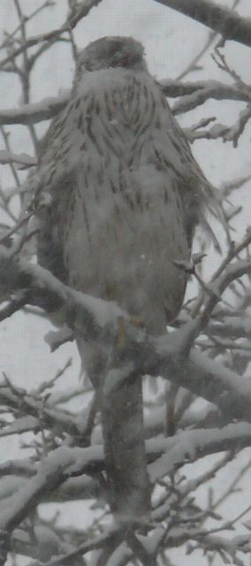 SNOWHAWK