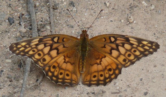 V FRITILLARY