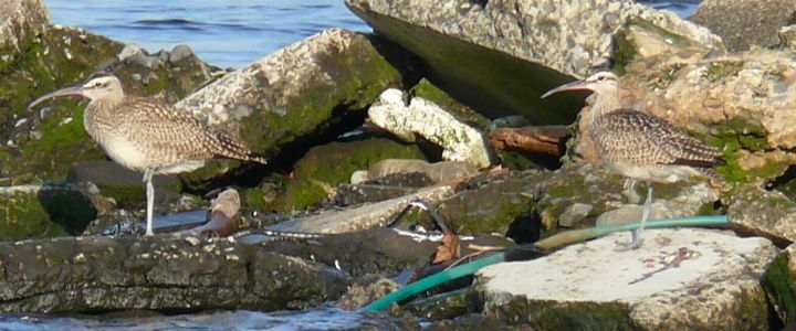 WHIMBRELS