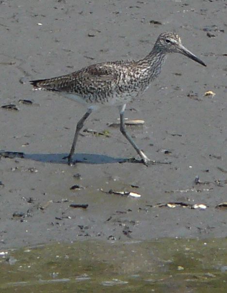 WILLET