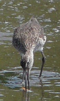 WILLET2