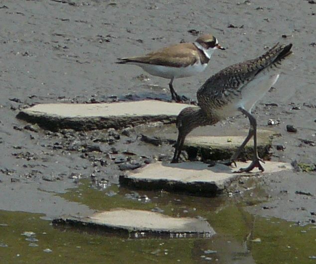 WILLET&PLOVER