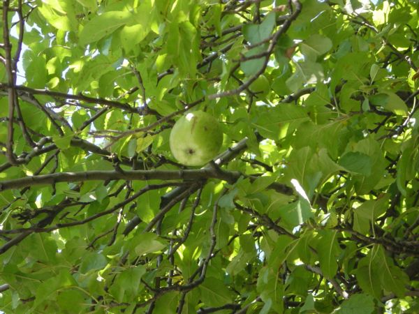 apple hanging