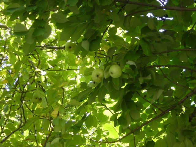 apples hanging