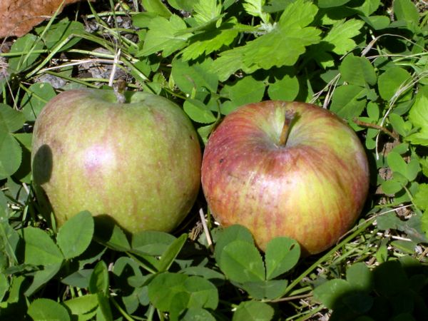 apples sitting