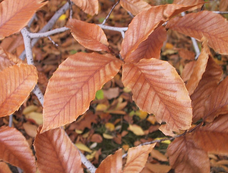 beech leaves