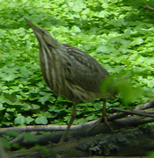 bittern