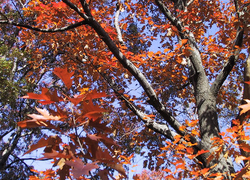 black oak2