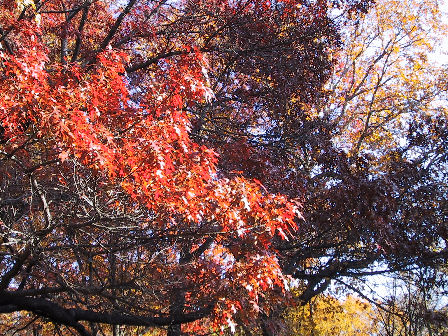 black oak
