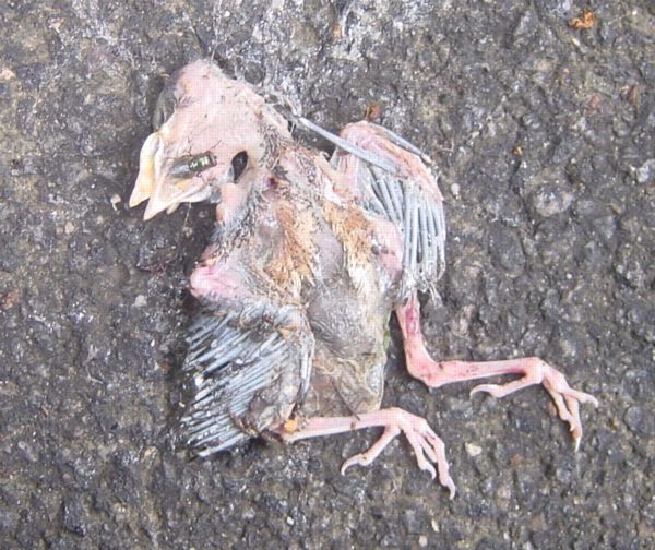 dead bird