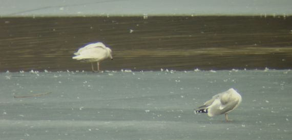 glaucous gull