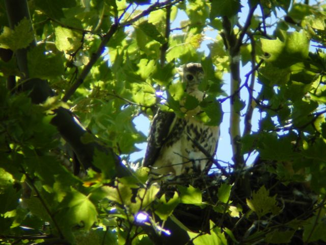 hawk chick