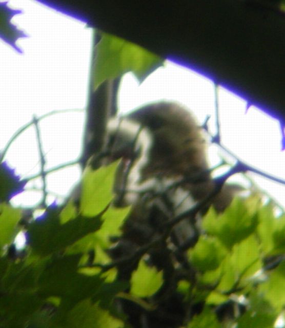 hawk hatchling