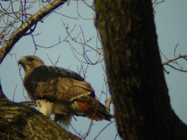 hawk male