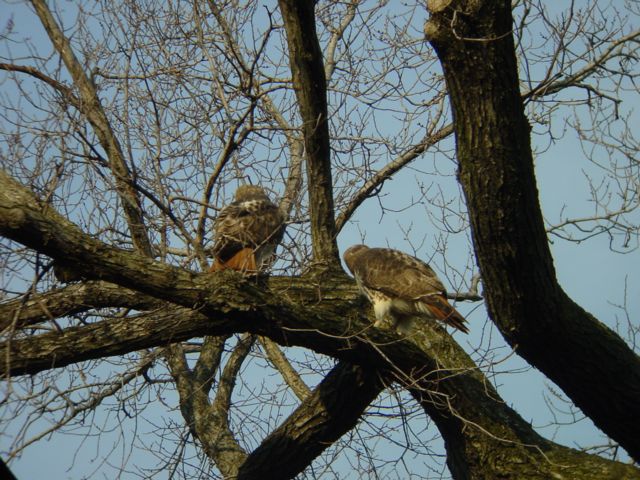 hawk pair