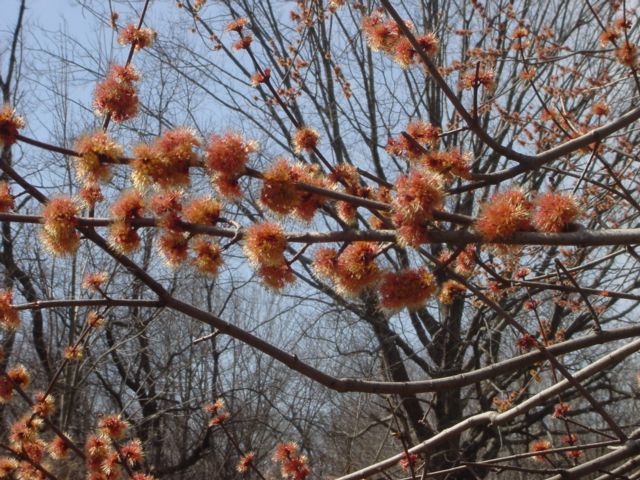 maple flwrs full