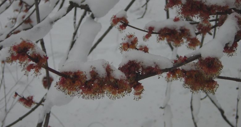 maple flwrs snow