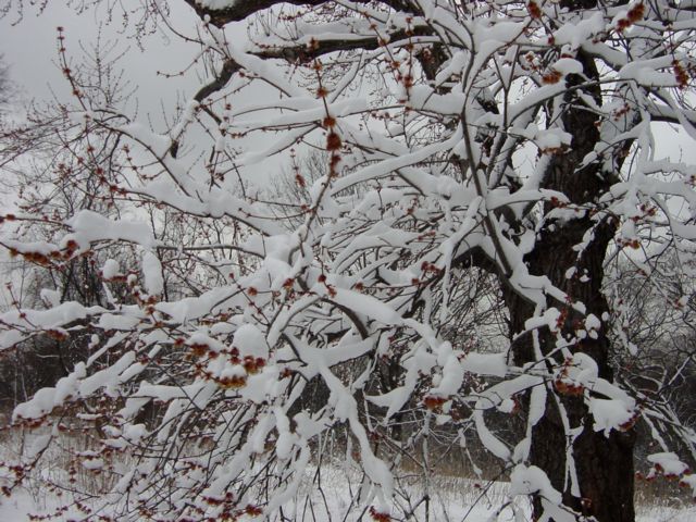 maple snowed