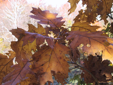 red oak leaves