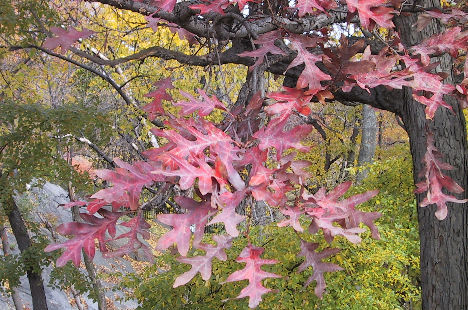 w oak leaves & trunk