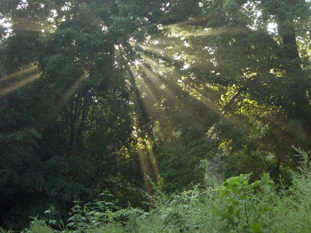 wood light 8-17-04