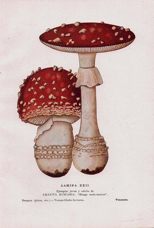 amanita m