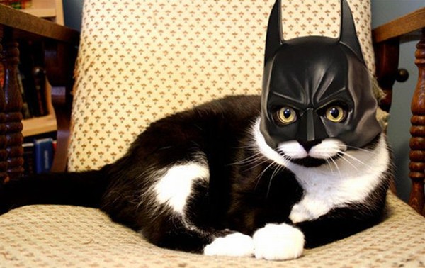 catman