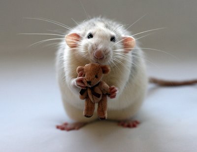 mouse teddy bear