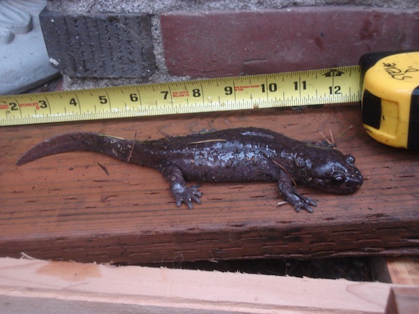 salamander