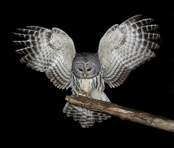 barred owl