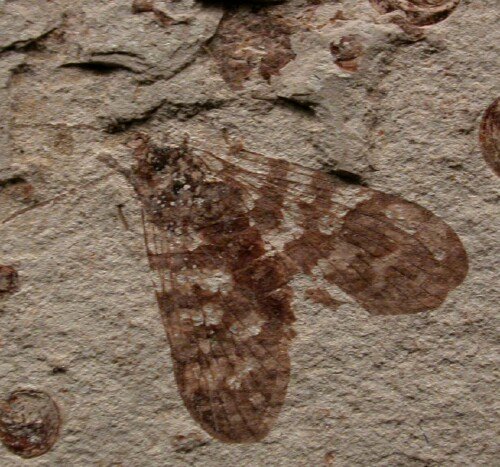 fossil