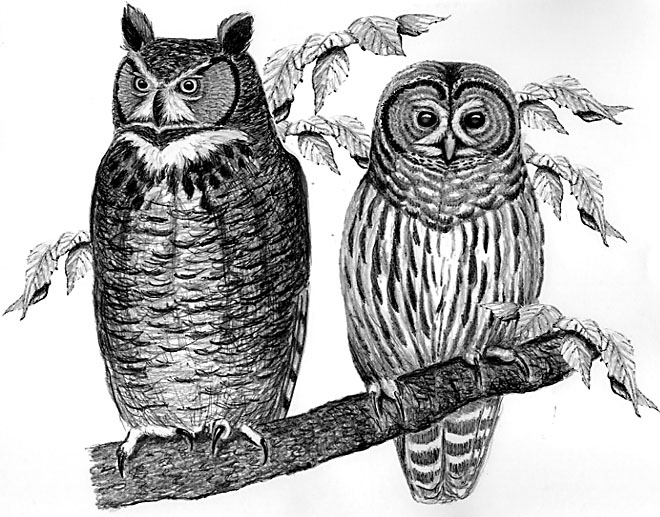 barred & horned owl
