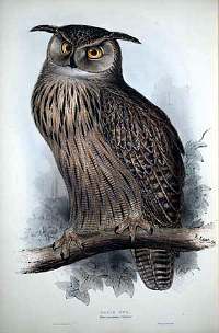 eagleowl lear