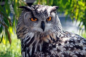 Eurasian Eagle Owl