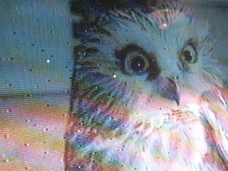 TV Owl 2