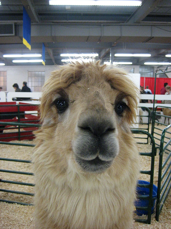 alpaca frontal