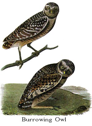 audubon burrowing owl
