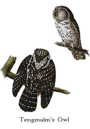 audubon tengmalm owl
